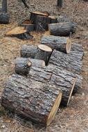 Tree Logs Lumber in forest