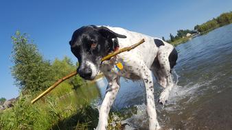 hunting Dog Fetch stick from Pond