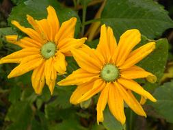 Irish Eyes Rudibechia Yellow