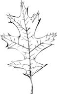 Drawing an autumn leaf on paper