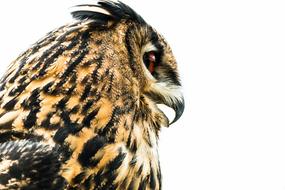 portrait of Eagle Owl Bubo