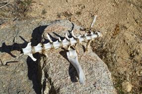 skeleton excavation sand view