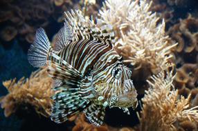 Large fish swimming in white corals