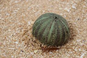 urchin Urcheon