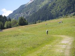 Path Meadow Landscape