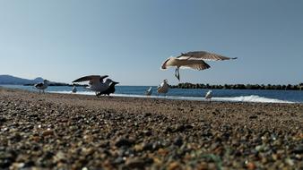 Beach Sea Gull Wild Birds