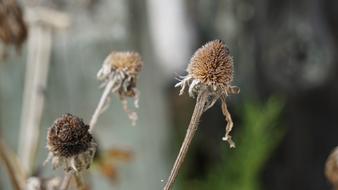 Fall Flowers Nature