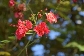 Flower Red Nature