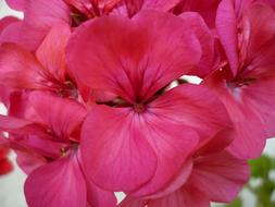 Geranium Flower Pink