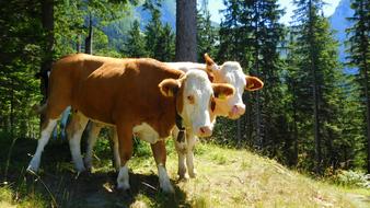 cows among the trees in the alpine mountains