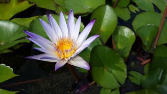 Purple Early In The Morning flower