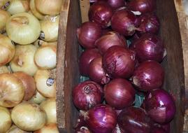 colored onions in box