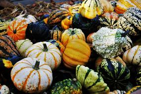 Pumpkin harvest at the farm