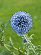 Thistle Ornamental Flower