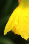 wet Yellow Flower Macro