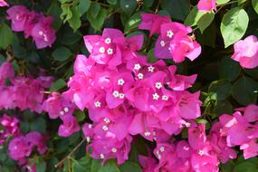 Flower Flowers Bloom