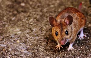 incredible Mouse nice