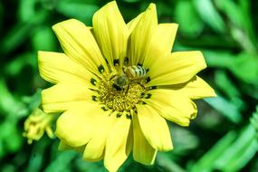 Flower Yellow Bees