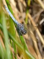 a black dragonfly in the green grass