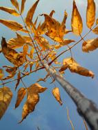 Tree Sky Foliage