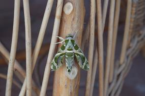 amazing Butterfly Green