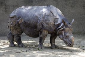 grey Rhino in zoo