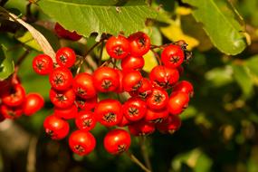 Rowanberries Orange Autumn