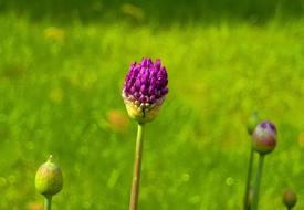 Flower Grass Meadow