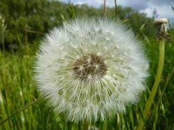 Dandelion Nature Meadow