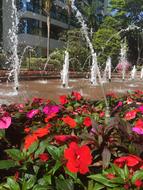 red flowers in the flowerbed against the background of the fountain