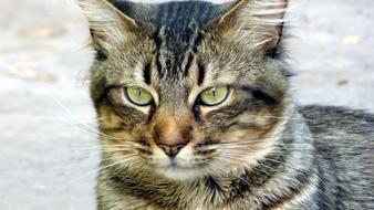 green eyed Cat Looks straight