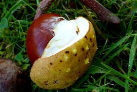 Chestnut Autumn Leaves