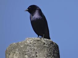 Chopi Blackbird perched pillar
