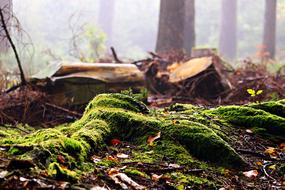 Forest Mossy Tree Stump