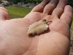 El Handful Leaves Dry