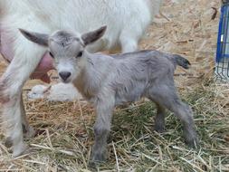 the kid drinks milk from the udder