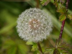 Dandelion Seeds Nature