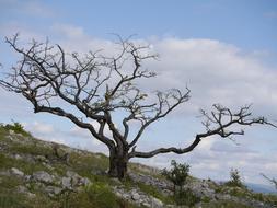 Tree Landscape Nature