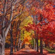 colorful red, green and yellow autumn trees in the park