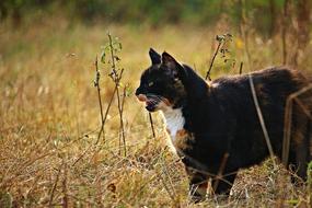 tricolor cat in dry grass