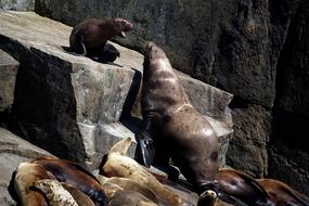Sea Lions Rocks Coast