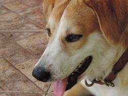 macro photo brown-white dog