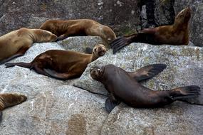 Stellar Sea Lions Rocks Sleeping