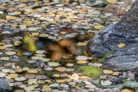 Pond Leaves Nature