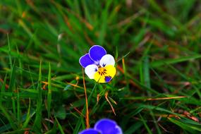 Flower Close Up Nature