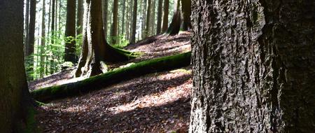 Forest Trees Nature