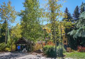 Vail Colorado Forest scenery