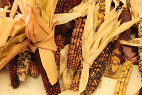 dried corn fruits