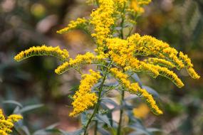 Golden Rod Plant Autumn