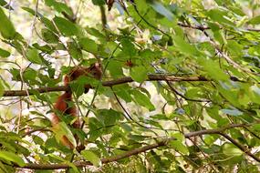 Squirrel on green Tree